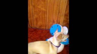 Our Chihuahua Lily and her IFetch