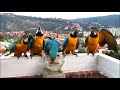 Thirsty Majestic Beauties - Blue Gold Macaw Parrots