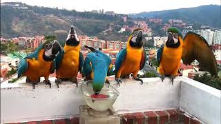 Hungry Wild Macaw Parrots Drinking Water #best #amazing #parrot