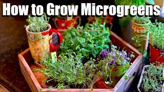 How to Grow Microgreens Indoors on Your Windowsill from Seed to Harvest // Indoor Garden Series 🌱