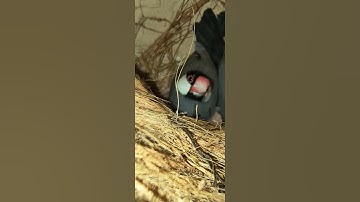 java Finch bird | Java | finches #birds #subscribe