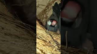 java Finch bird | Java | finches #birds #subscribe