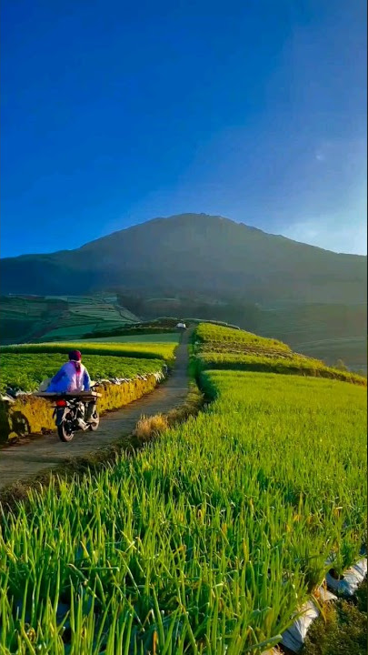 Noah - Jalani mimpi #noah #jalanimimpi #shorts #katabijak