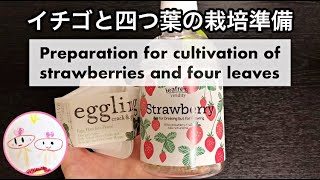 イチゴと四つ葉のクローバーを室内栽培する準備します。ミニ栽培キット。