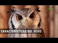 Características del Búho - TvAgro por Juan Gonzalo Angel Restrepo