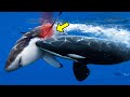 Orcas Furiosas Seguían Atacando A Un Gran Tiburón Blanco. ¡Mira Lo Que Pasó Después!