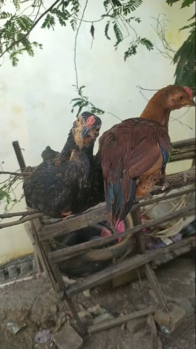 ayam ayam lagi PW lucu