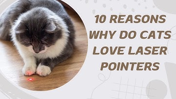 10 Reasons Why Do Cats Love Laser Pointers