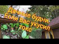 Дачные посиделки/ токсичные люди/если Вас укусил токс...