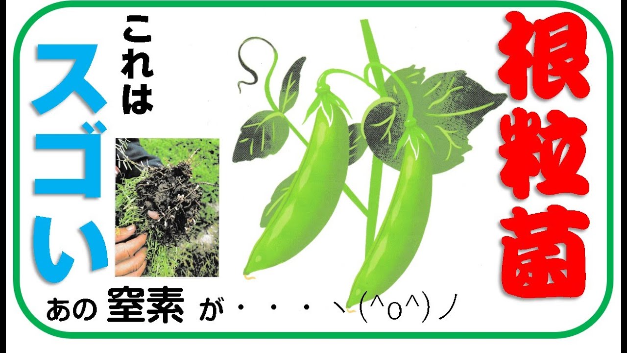 スゴい！根粒菌