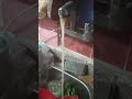 ماشربتش من نيلها