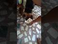 #shorts #ytshorts #dog #dogshorts #germanshepherd #pets #petlover