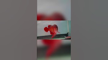 Cá Rồng Huyết Long King Short Đuôi Càng Cập Bến Cá Rồng Hùng Anh #carong #cacanh