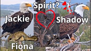 Jackie \& Shadow \& Is It Spirit? 🦅🦅🦅❤️Fiona 🐿️ Mountain Chickadee, Yellow-rumped Warbler,7th-10th May
