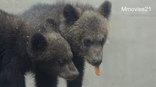 旭山動物園のエゾヒグマ　大と雪~Hokkaido Brown Bear Cubs Memories