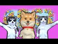 Best cat dances and animations of vidicat