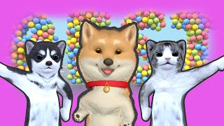 Best cat dances and animations of Vidicat by VIDICAT 3,667 views 4 months ago 8 minutes, 11 seconds