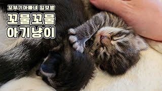 Tiny Little Kittens 1 Week Old by 꼬부기아빠 Human Cat Tree 3,194 views 6 months ago 4 minutes, 29 seconds