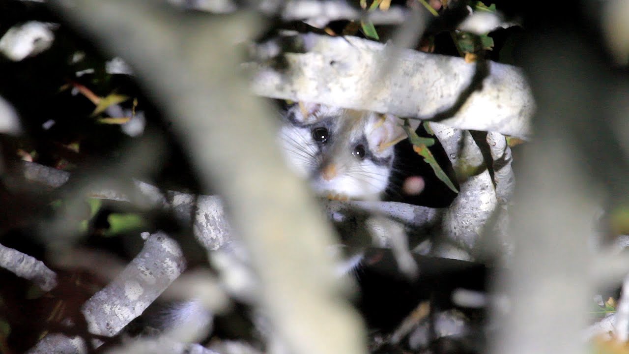 wildlife videos national geographic download Asian garden doormouse נמנמן סלעים