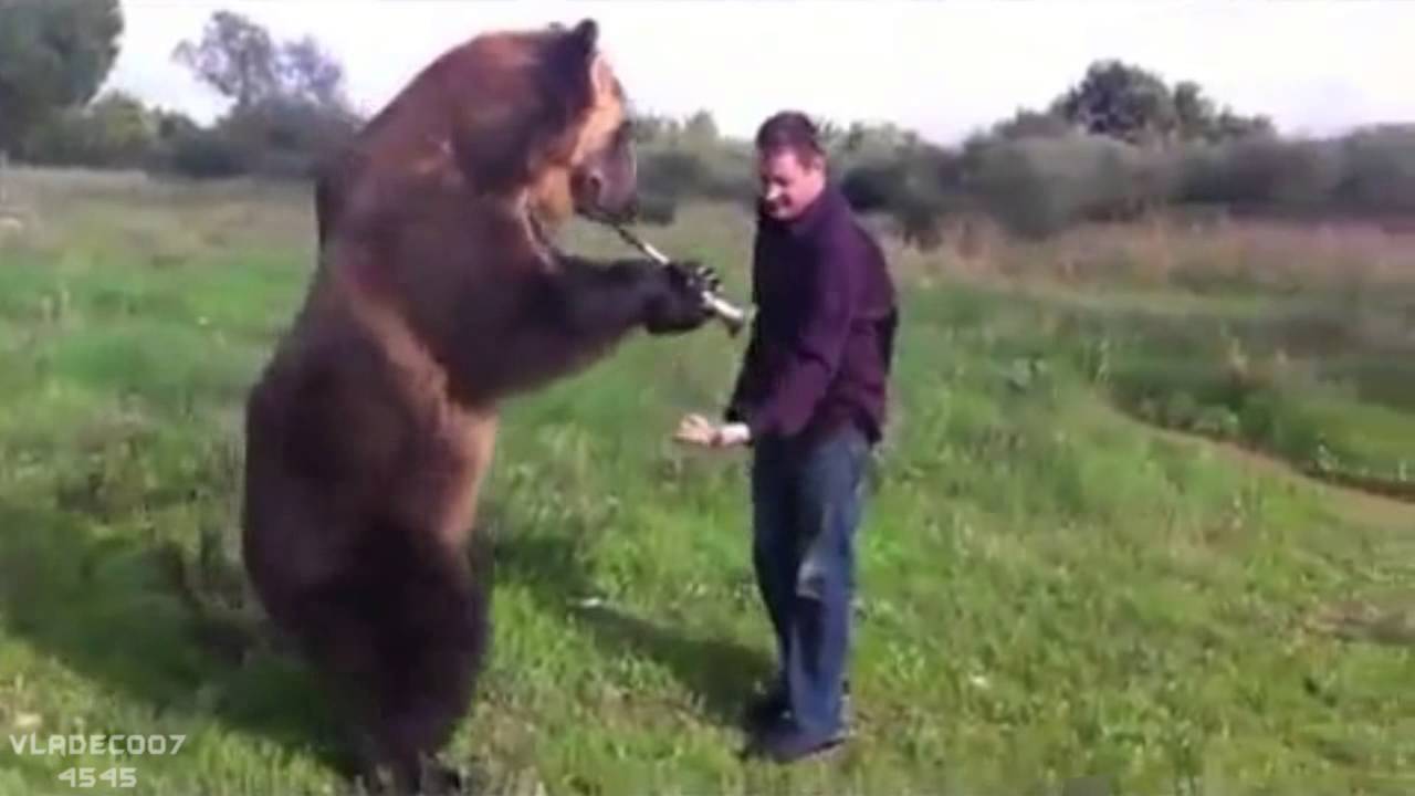 Хороший медведь видео. Медведь и человек Дружба. Медведь лучший друг русского человека. Спариваются человек с медведи.