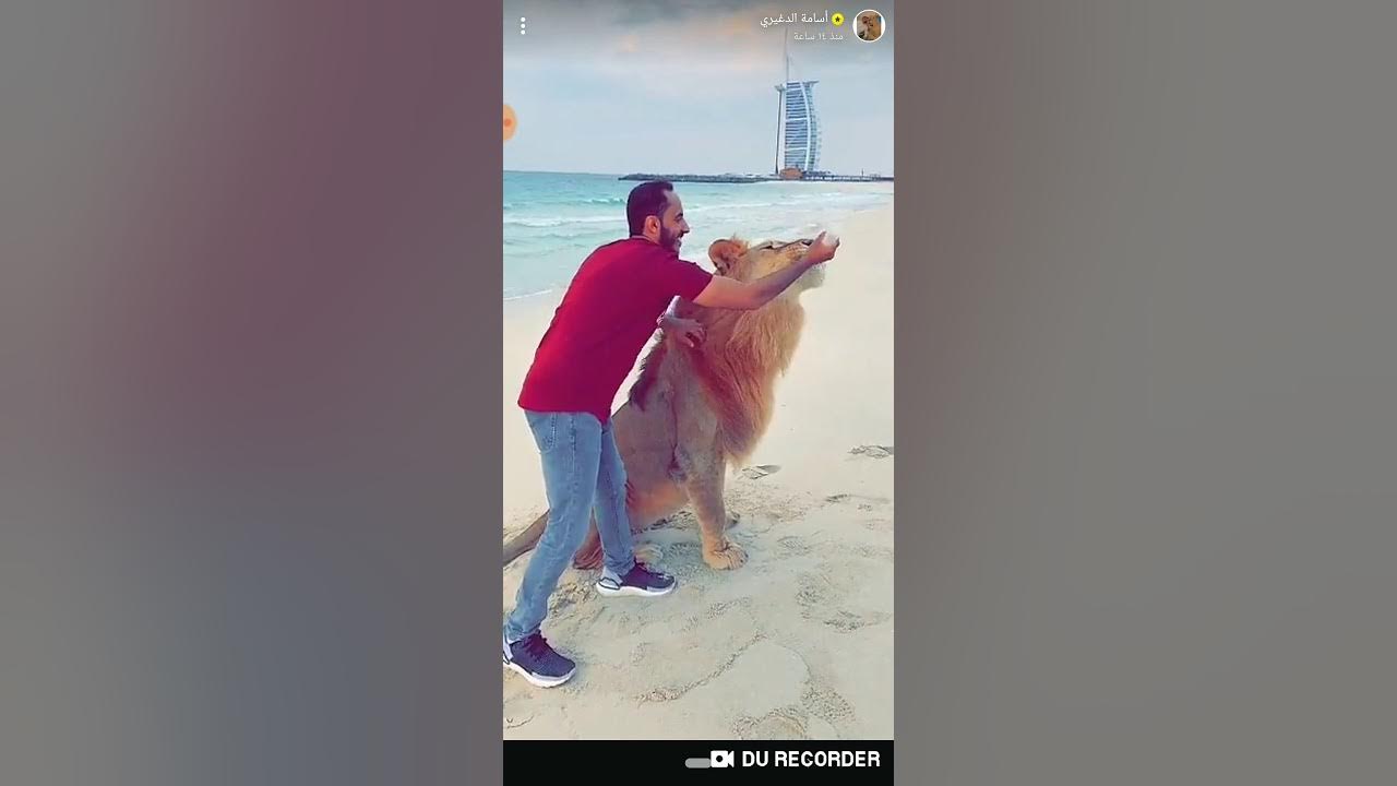 Lion in Dubai⁦⁦🙆🏻‍♀️⁩ سناب أسامة الدغيري YouTube