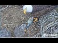 SWFL Eagles ~ Harriet's Awesome Flight To Nest! E18 Gets A GREAT LONG Feeding From Mom! 😊 💕  2.16.21