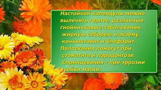 КАЛЕНДУЛА КАЛЕНДУЛА