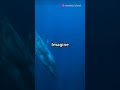 3 Fun Facts About Blue Whales! #shorts #short #shortvideo #facts #animals #science #learning #whales