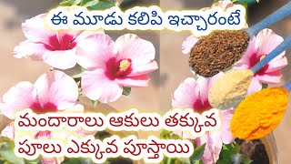 మందారం మొక్క పువ్వులతో నిండిపోవడానికి best organic fertilizer hibiscus plant#gardening #hibiscus 