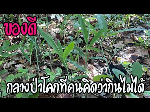 วีดีโอ: ปลูกขิงป่า - ปลูกขิงในป่าได้ไหม