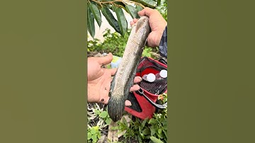 Ruộng lắm cá lóc thế! #fishing #cauca #shorts