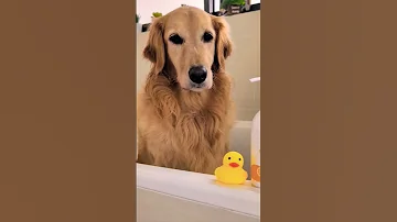 GET READY WITH MY DOG Dogs Dogshorts Shorts Cutedog Goldenretriever Doglife Fyp Funny 