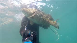 Spearfishing Indian Ocean February 2020. Подводная охота февраль 2020. Goa. Big fish.