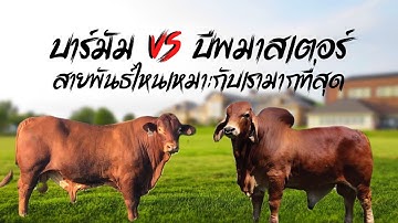 บาร์มัน vs บีฟมาสเตอร์ สายพันธุ์ไหนเหมาะกับเรา #วัวบรามัน #บีฟมาสเตอร์  #วัว