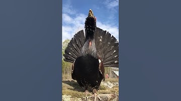 Western capercaillie