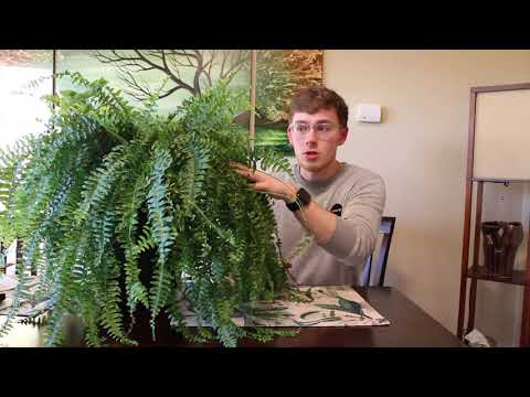 Video: All About Sword Ferns - Creșterea și îngrijirea plantei Sword Fern