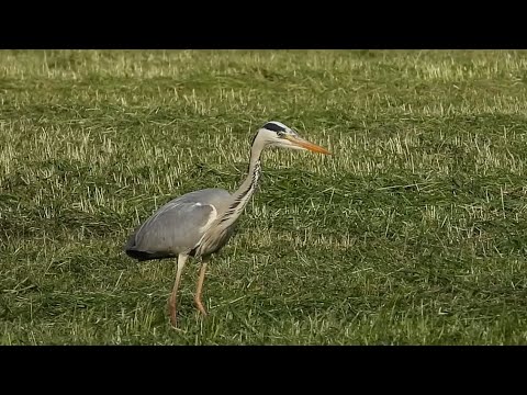 Video: Gdje spavaju čaplje?