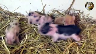 Приколы с животными - забавные детеныши | new crazy animals 74 Приколы с животными - забавные детеныши | new crazy animals 74