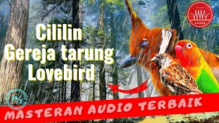 cililin gereja tarung lovebird - kompilasi masteran burung