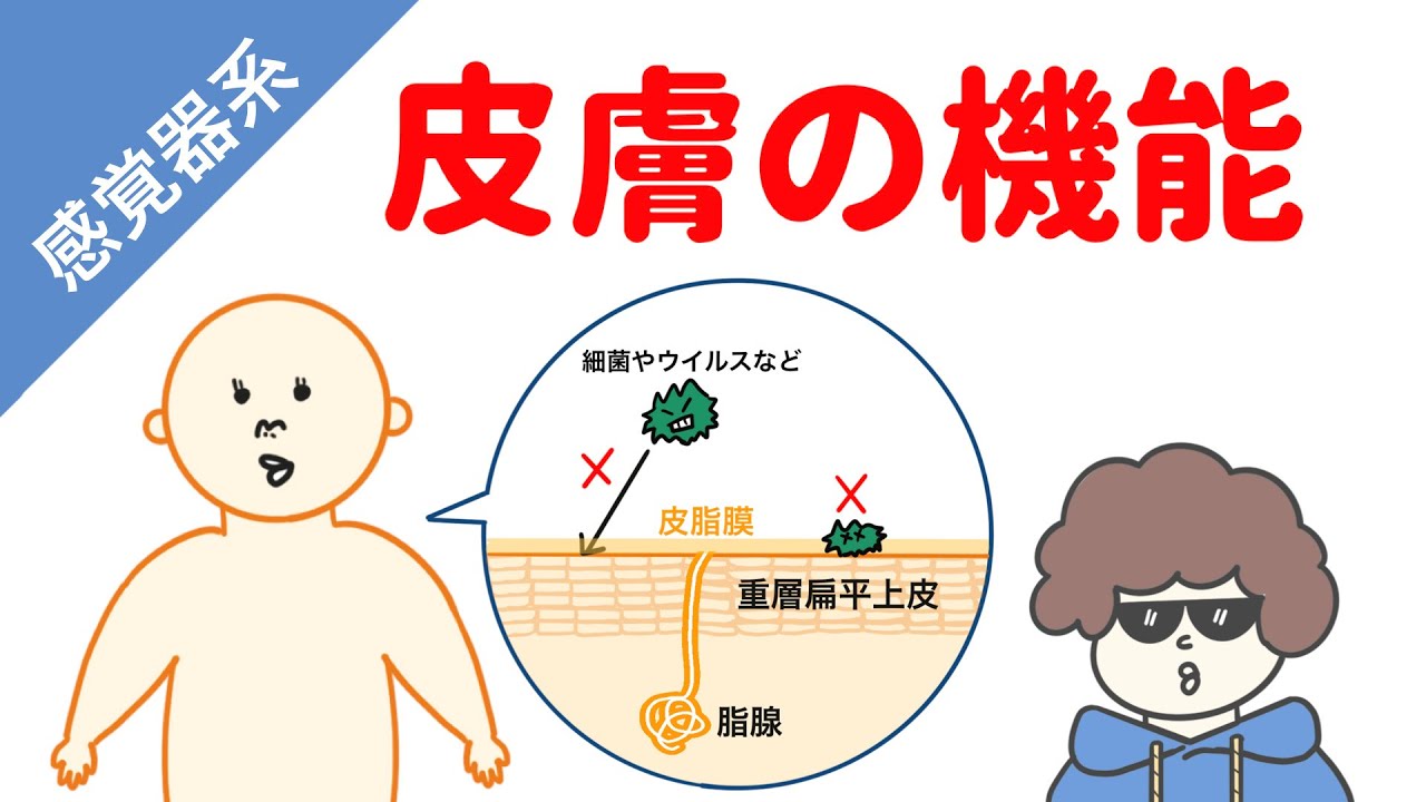 皮膚の機能 イラストで解説 Youtube 皮膚の機能 イラストで解説 Youtube