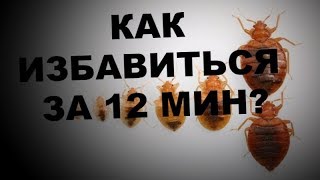 Как избавиться от домашних клопов за 12 минут-ВИДЕО на YouTube? Вызвали "Биотрикс"