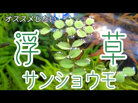 オススメしたい浮草 サンショウモ 浮草 サンショウモ 水草 Youtube