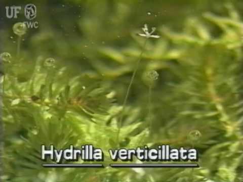 hydrilla (Hydrilla verticillata)