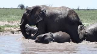 Elephant Chaos - Bath Time!
