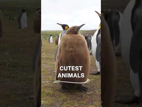 Cutest Animals 🐕🐒🐧 #Shorts #Viral