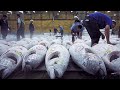 How tuna fish is caught  processed  how its made canned tuna