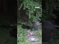Bear cubs rummage through Twin Pines Farms in Thomaston