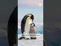 A Mother’s Courage in Antarctica #penguin #short #antartica