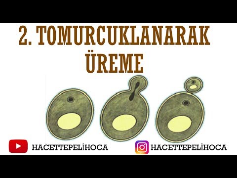 88 - ÜREME - 12- TOMURCUKLANARAK ÜREME - | TYT | 10. Sınıf | #hacettepelihoca