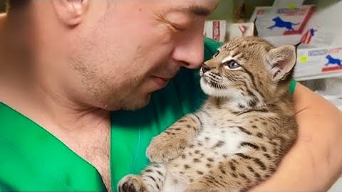 This Rescue Bobcat Is Trying to Sweet Talk The Vet – Try Not to Smile at Their Goofy Antics!